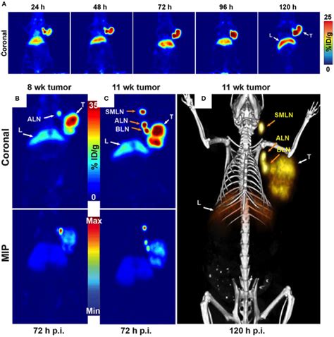 A Serial Pet Images Of An Athymic Nude Mouse Bearing A Ca Positive