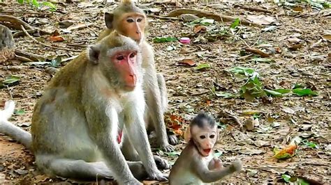 Surprise Adorable Baby Monkey Jojo With Old Mommy Monkey Jane Youtube