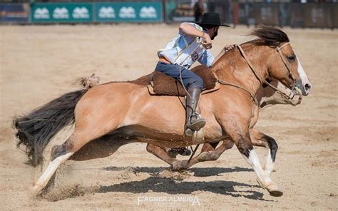 Cavalo Crioulo Segue Agenda Movimentada Em Diversas Cidades Cavalus