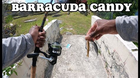 Catching Barracudas On Gulp Shrimp And More Lure Fishing Bermuda