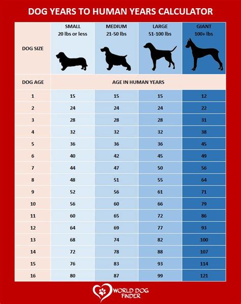 How to Calculate Dog Years to Human Years? | Dog years, Dog ages, Aging ...