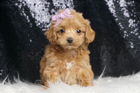 Delilah Malti Poo Puppy 742CFA Pawrade