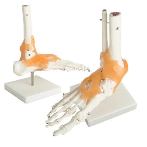 Human Foot Ankle Joint Model Anatomical Teaching Model