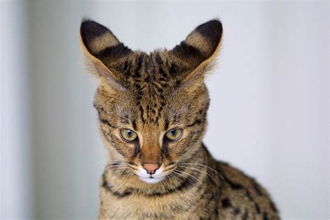 Savannah Cat Breeds and Everything You Should Know About Them