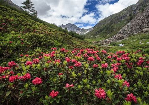 Energia E Natura Trekking E Passeggiate Val Fontana Valtellina