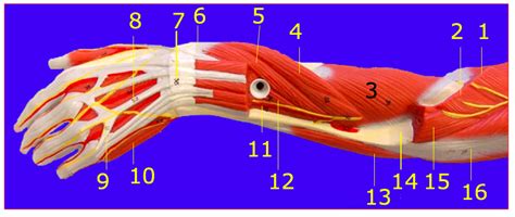 Forearm Posterior Deep Diagram Quizlet