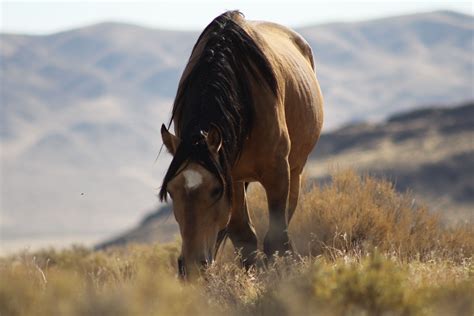 Nevadas Wild Mustang By Heidi Torres Photography Wild Horses