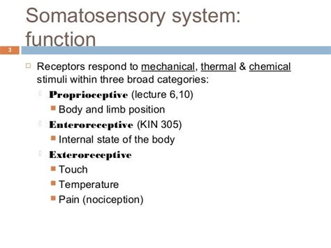 Somatosensory System