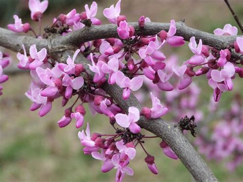 Pansy Redbud Bloom Flower - Free photo on Pixabay