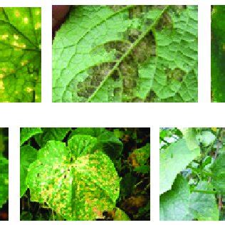 Disease leaf image examples. | Download Scientific Diagram