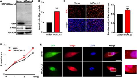 Frontiers MICAL L2 Is Essential For C Myc Deubiquitination And