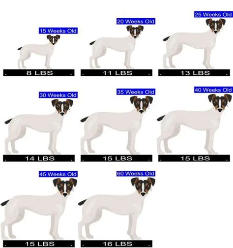 Jack Russell Terrier Growth Chart Jack Russell Terrier Weight Calculator