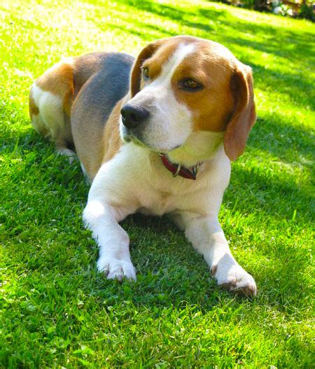 Beagle Dog Pictures, wallpapers and images of puppies