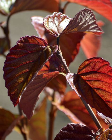 Sparkler Arrowwood Viburnum - Pahl's Market - Apple Valley, MN