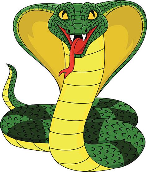 King Cobra Illustrations Royalty Free Vector Graphics And Clip Art Istock