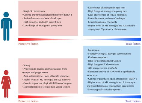 Frontiers Sex Associated Differences In Neurovascular Dysfunction