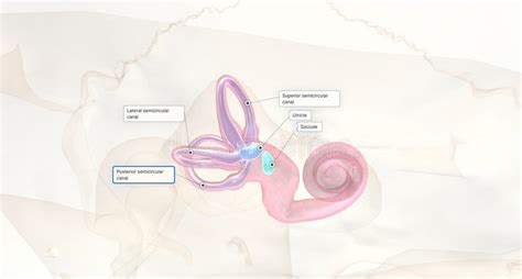 Vestibular System Balance Stock Illustrations – 103 Vestibular System ...