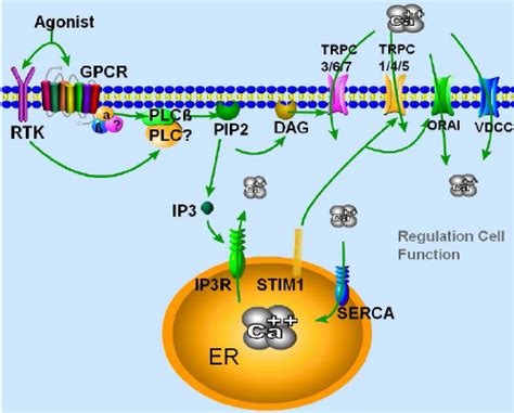 Activation And Regulation Of TRPC Channels Binding Of An Agonist To