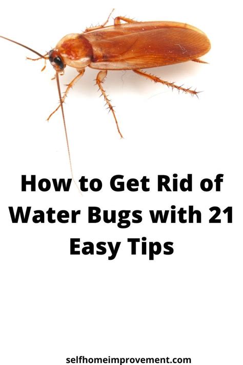 How To Get Rid Of Water Bugs With 21 Easy Tips Stop Water Bugs From