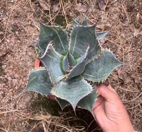 Agave Raimitsu Yellow Variegated Succulent Pagoda