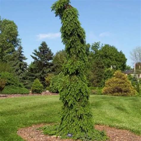 Bruns Weeping Serbian Spruce Picea Omorika Pendula Bruns Garden