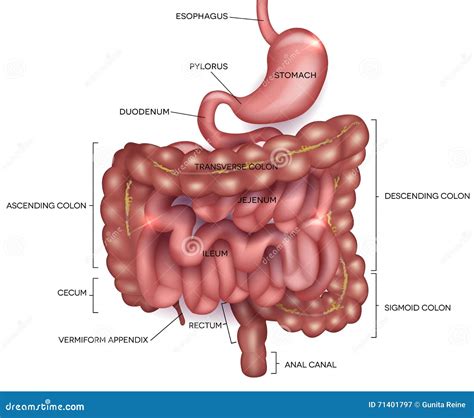 Anatomia Gastrointestinal