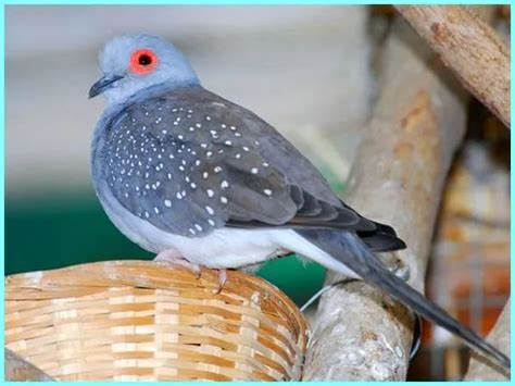 A Bird Sitting On Top Of A Wicker Basket