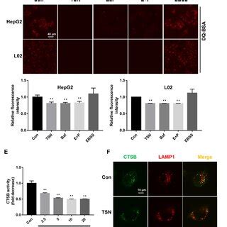 Activation Of Autophagy Alleviated TSN Induced Cell Damage HepG2 And