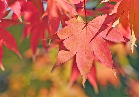 オオモミジの育て方と紅葉など植物の特徴をわかりやすく解説