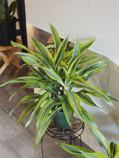 Dracaena Fragrans Lemon Lime