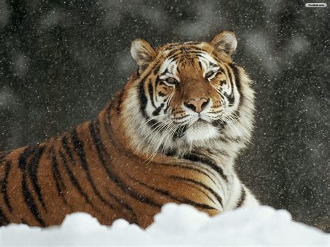 🔥 [50+] Snow Tiger Wallpapers | WallpaperSafari