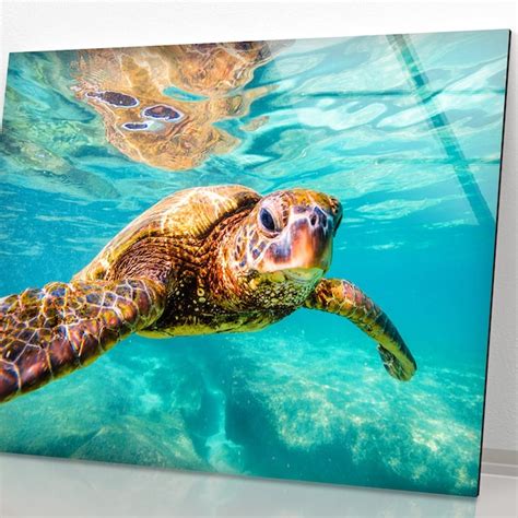 Sea Turtle Wall Art Etsy