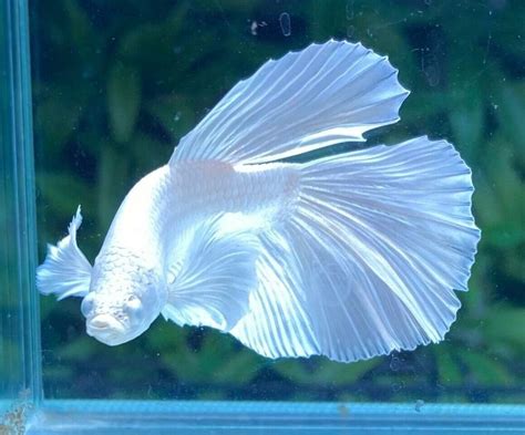 Beautiful Betta Dumbo White Platinum Halfmoon Male