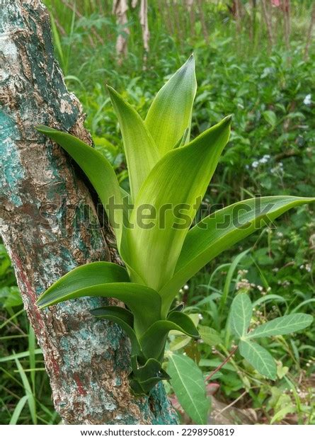 gambar pohon images stock   objects vectors shutterstock