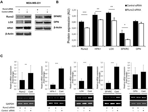 Runx2 Silencing Affects Matricellular Protein Expressions A Western