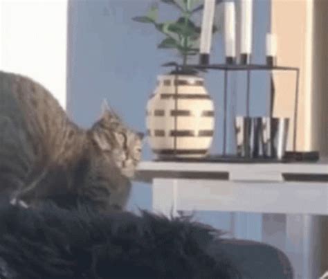 Scared Cat GIF - Scared Cat Shocked - Discover & Share GIFs