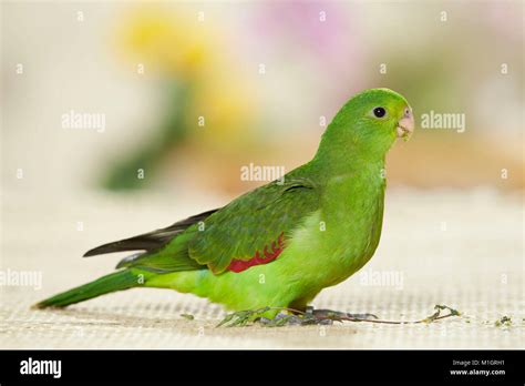 Red Winged Parrot Aprosmictus Erythropterus Juvenile Standing Seen