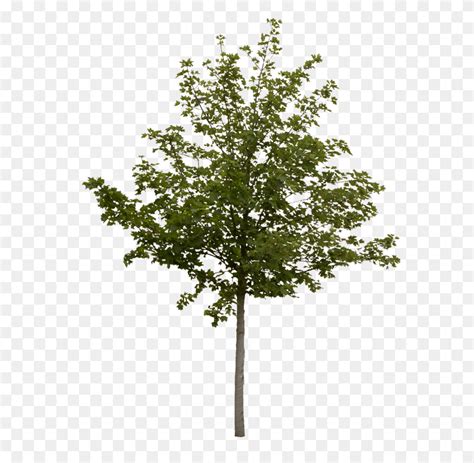 Free Photoshop Tree Cut Out Plant Maple Oak Hd Png Download