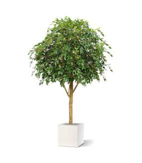 Ficus Exotica Plante Artificielle Deluxe Cm Vert Maxifleur