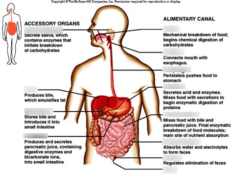 Alimentary Canal And Accessory Organs Diagram Quizlet