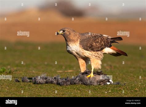 Red Tailed Hawk on Prey Stock Photo - Alamy