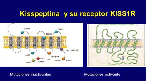 Potencia La Hormona Kisspeptina La Atracci N Sexual Y Reduce La