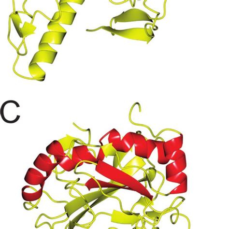 Ribbon Depiction Of The I Tasser Model For Ct296 Aligned With Three