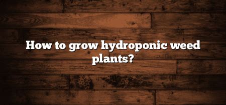 How To Grow Hydroponic Weed Plants Inter Culturalu