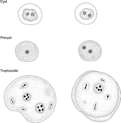 Dientamoeba Fragilis Diagram