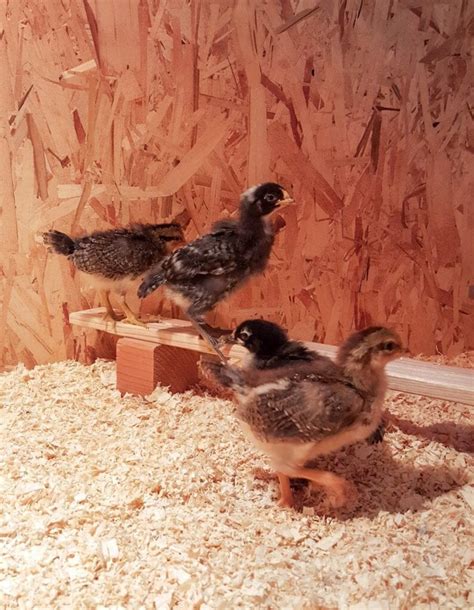 How To Set Up A Chick Brooder Temperature Chart And Supplies