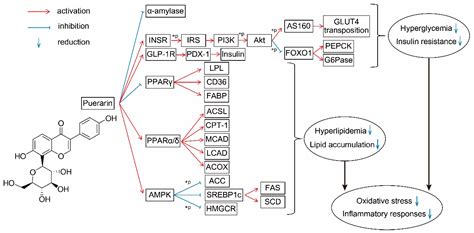 A Review Of The Effects Of Puerarin On Glucose And Lipid Metabolism In Metabolic Syndrome