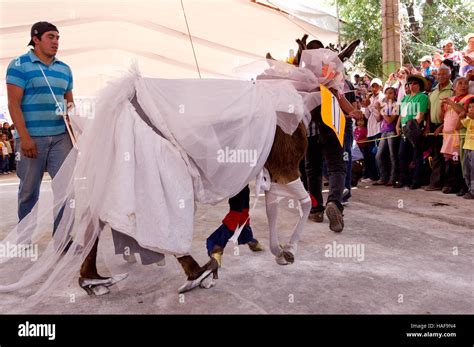 Burros Disfrazado Como El Pr Ncipe Guillermo Y Kate Middleton Durante