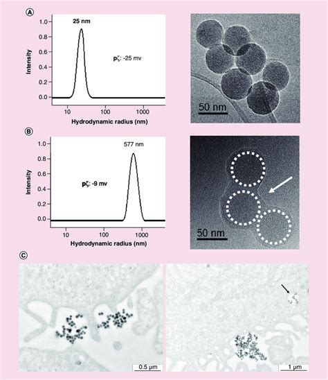 Silica Nanoparticle Characterization And Interaction With Human Download Scientific Diagram