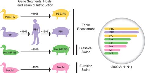 Antigenic And Genetic Characteristics Of Swine Origin 2009 A H1n1 Influenza Viruses Circulating